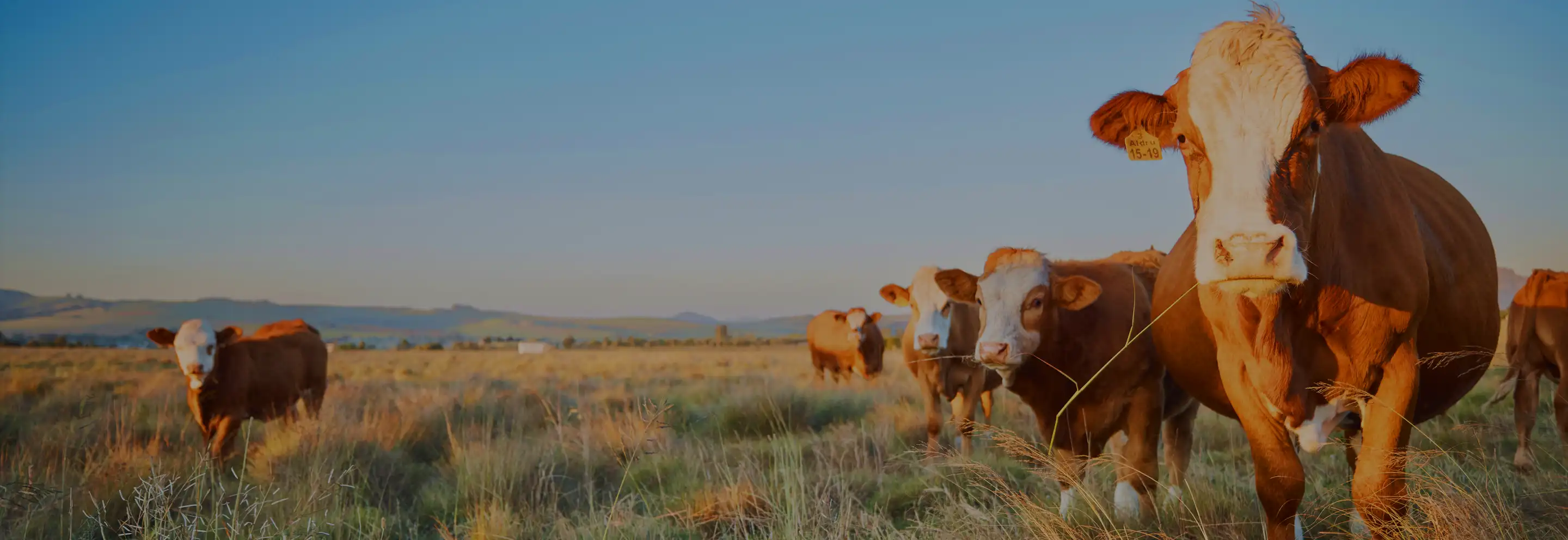 Agriculture with Satellite