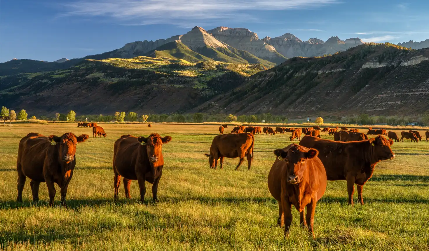 Agriculture with Satellite