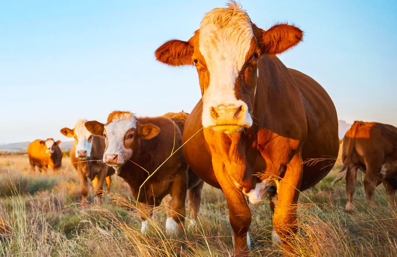 Ranchbot Cows